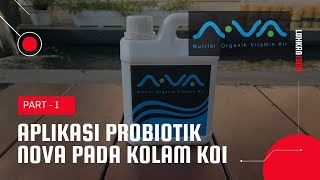 Aplikasi Probiotik Nova pada Kolam Koi