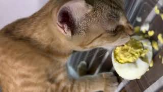 ASMR Cat Eats Egg | #asmrcat #asmregg #animalasmr #shortsvideo