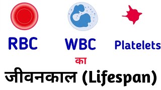 RBC WBC Platelets का जीवनकाल कितना होता है? lifespan of RBC / lifespan of WBC/lifespan of platelets