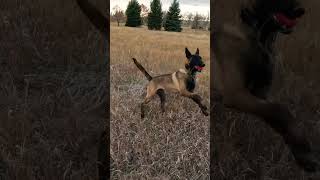 K9 Trooper working fast! #belgianmalinois #searchandrescue #workingdog