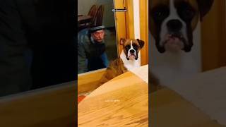 Funny Animals 2024 😂 - Funniest Cats and Dogs video 🐱 🐶 #shorts