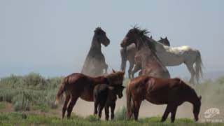 Fighting Wild Horses of Northwestern Colorado - Chris Crookston