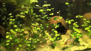 Apistogramma baenshi 6.wmv