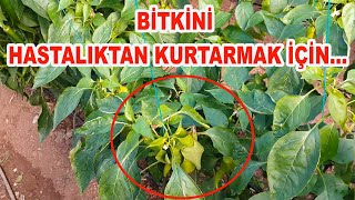 BEDAVA ISITTIK  KURŞUNİ KÜF VE BAKTERİDEN KURTULDUK! (49)