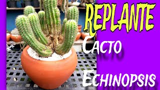 + Replante Cacto Echinopsis, Atualização....