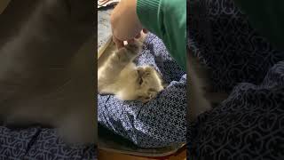 Кот Купидон поздравляет всех с Новым годом!) #animal #кошкивидео #кошки #cat