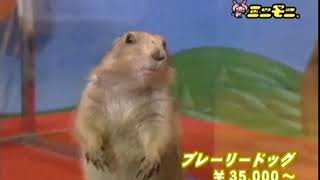 Dramatic Gopher HD