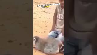 Raccoon's funny reaction to massage 😂