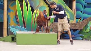 Funny Animal Actors at Universal Studios Hollywood - Orangutan, Dog, Bird