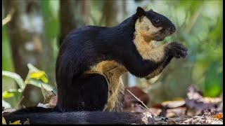 Squirrel ; A Squirrel so big. black squirrel | videos of animals real life. pets and animals.