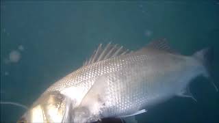 Pescasub Spigola Caduta Argentario di Giuseppe