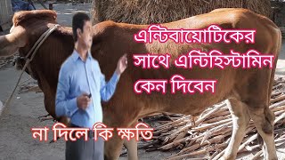 প্রাণী চিকিৎসায় এন্টিবায়োটিকের সাথে এন্টিহিস্টামিন কেন দিবেন, না দিলে কি ক্ষতি