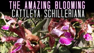 So Many Blooms on my Cattleya schilleriana Species Orchid! Cattleya Care & Organic Fertilizers I Use