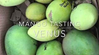 Venus Mango - Tasting Florida Grown Mangos