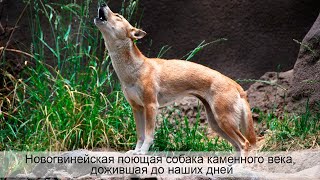 Новогвинейская поющая собака собака каменного века, дожившая до наших дней