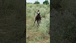 Black #donkey #gadha #youtubeshorts