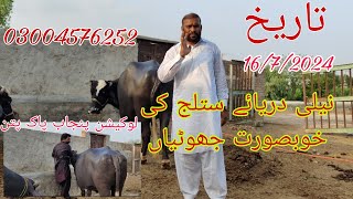 Neli Daryae Satlug ki khubsurat pragnet jhotia For Sale Okara Animal 16/7/2024