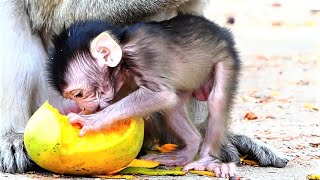 Just Small Baby Can't Eat Biggest Mango, Very Much Hungry Baby Monkey Want Big Fruit.