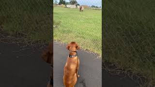 Lucky’s first time with a horse 🐎 #vizsla #puppy #horse