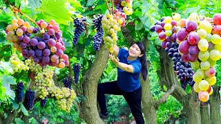 How to Harvest Grape, goes to Market Sell - Harvesting and Cooking |Tieu Vy Daily Life