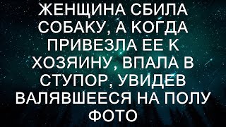 Женщина сбила собаку, а когда привезла ее к хозяину, впала в ступор, увидев валявшееся на полу фото