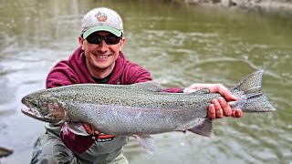 Indiana Tributary Steelhead: Spring Steelhead Finale 4/4/20