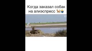 Когда заказал собак на алиэкспресс 🤯🤯