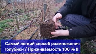 Самый легкий способ разведения голубики ! Приживаемость 100%