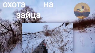 охота на зайца. как слепой и косой хромого гоняли))