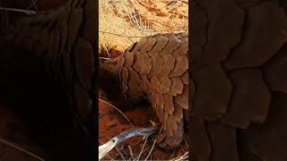 Endangered and Elusive: World's Most Trafficked Mammal, the Pangolin #pangolin #endangeredspecies