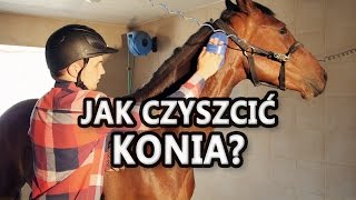 Jak czyścić konia? Pielęgnacja konia.