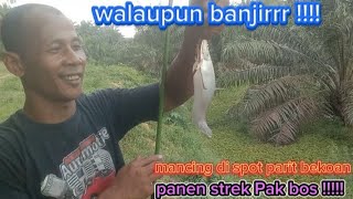 Walaupun mancing terkena banjir dan ditimpa hujan , tetap semangat!!! . gacor spot nya boss.