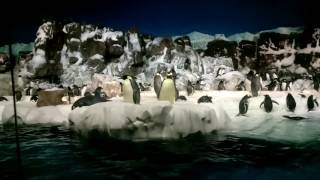 Penguins from Seaworld in the arctic temperature. Penguin dance of love.