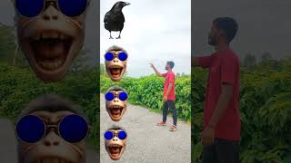 Tractor wheel to parrot pingen crow peacock 🦚 #shortsfeed_ #viralvideos #shortvideos #short