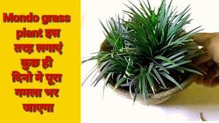 Mondo grass इस तरह लगाएं कुछ ही दिनों में पूरा गमला भर जायेगा | mondo grass | #Anmolprakriti