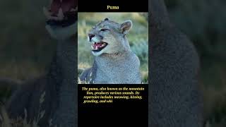 Puma Sounds: Roars, Meows, and Whistles