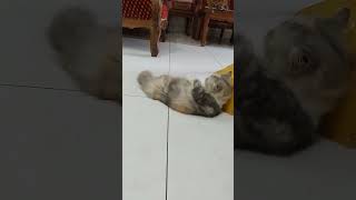 #VIDEOSHORTS #PECINTAKUCING #KUCINGLUCU