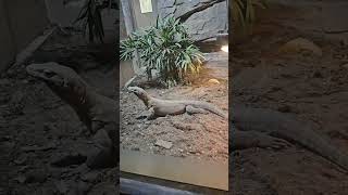 Shanghai zoo reptiles: komodo dragon and more!