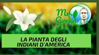 Mr Green presenta la pianta degli indiani