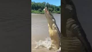 CROC Giant Jump #shorts