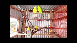 Bajrigar pakhi || Love Birds || Australian Dove || Birds Aviary || বাজরিগার পাখি