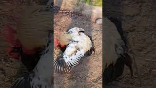 Big Rooster  Crowing video #chicken #animals #birds #viralvideo