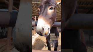 Ослик милашка #shorts #donkey