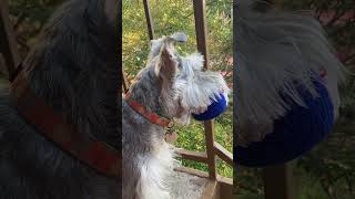 Schnauzer Wilma thinks she’s a golden retriever