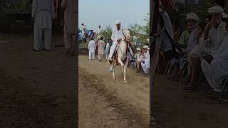 tent pegging nexabazi. #dance #punjabisong #horsedance #tentpegging #nezabazi #horse #horselover