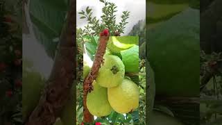 Cara Membesarkan Dan Melebatkan Buah Jambu #buah #kebun #kebunkelapasawit #tip #kebunsawit #buah