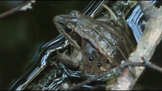 Wood Frog! | Spot