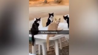 CRAZY Cats 🤣 Try not to laugh 🥵