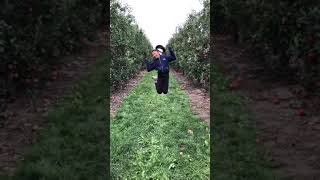 Jumping for joy in the apple orchard, 9yo