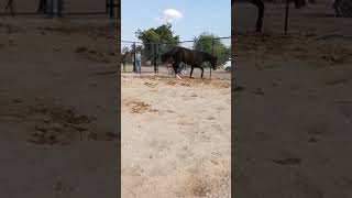 horse 🐎🐎🐎 #youtubeshorts #animal #horse #horseriding #horseracing #horsebackriding #horsetraining